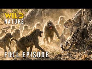 WILD RWANDA - Surviving Predator Jaws (Full Episode) | Nature animal documentary