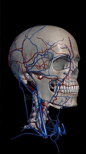 Head Internal Structure in 3D Animation #head #3danimation #anatomy #medical
