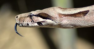 The Surprising Way Boa Constrictors Really Kill Their Prey
