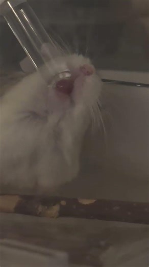 물 옆으로 마시기 신공 Drinking water