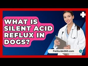 What Is Silent Acid Reflux In Dogs? - PetGuide360.com