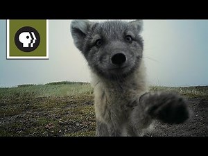 Arctic Foxes Destroy Filmmaker's Camera