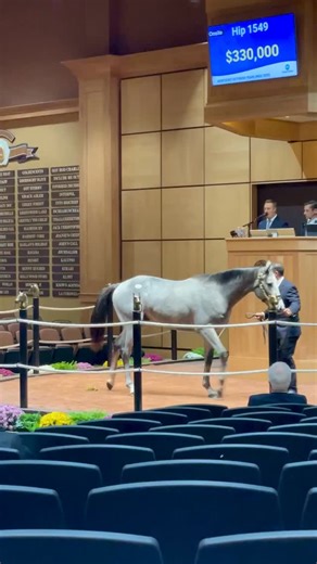Hip 1549 c. TAPIT o/o Indian Cee sells for $350,000 at Kentucky October Yearlings! Congrats to the connections: B: Brollic Racing C: Gainesway, agt Br: Horseshoe Racing & Tapit Syndicate #FasigKY | Fasig-Tipton