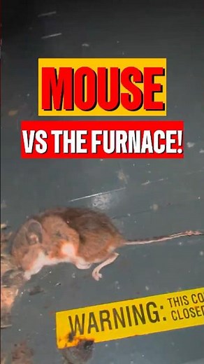 EXCUSE ME?!!! Why is There a DEAD MOUSE in My Furnace?!!!