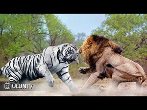 Who would win? White Tiger VS Lion Fight to De4th