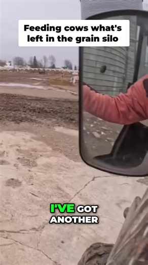 Discover What Cows Eat in the Grain Silo