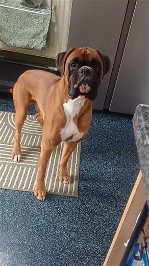 Nope!! 😂😅 Too close! #dogshorts #doggielife #dog #shorts #puppy #boxerdog #funny #funnyshorts #pets