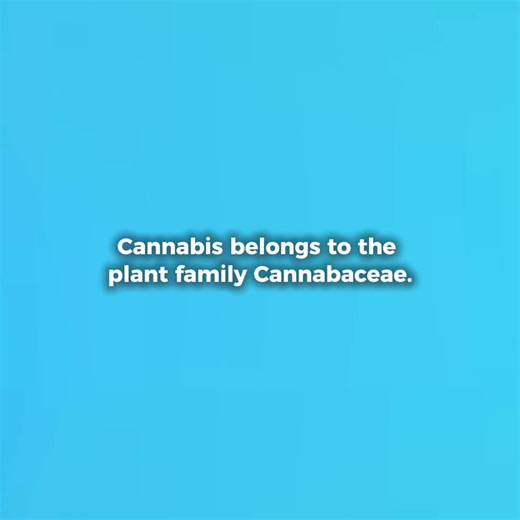 Educational content about plant classification. No promotion. No instruction. #botany #plantclassification #education