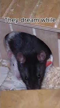 Rat facts you didn't now #didyouknow #smartanimals #ratsareawesome #ratlover