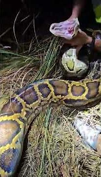 Florida python hunter Carl Jackson wrestles a 202-pound Burmese python in the Everglades