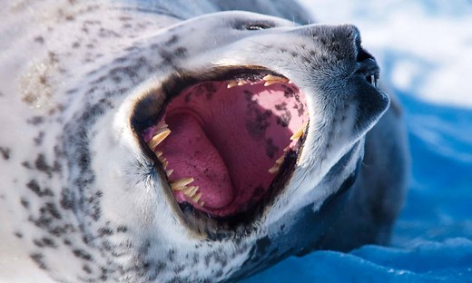 Seal Teeth: Everything You Need to Know