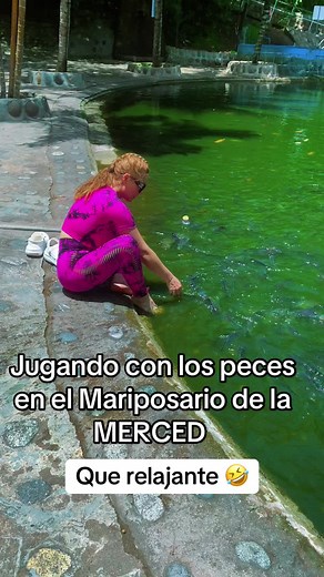 Explora el Mariposario de La Merced y sus actividades