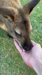 i feed a wallaby (gone wrong) *i almost died*