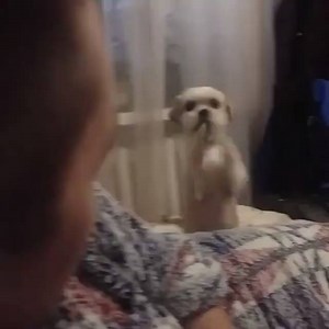 Can I sleep on your bed tonight? Please please please Instagram: @_belka_belka | Life with Shih Tzus