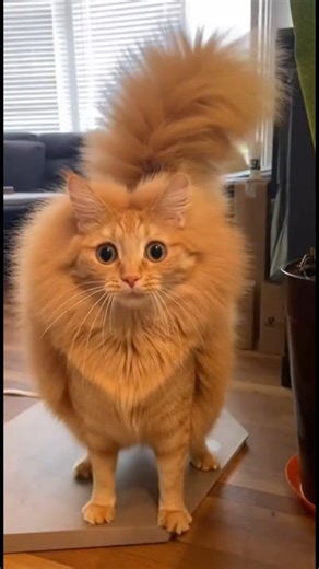 “Curious Orange Cat vs Electrophorus electricus… Science Lesson Learned the Hard Way 😂⚡🐱🐟” #OrangeCat #FunnyCats #ElectricEel #ViralPets | Gen fun smiles