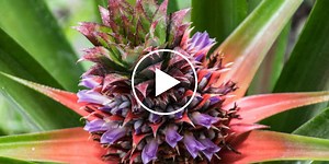 Postgraduate Certificate in Ecological Survey Techniques Webinar Recording