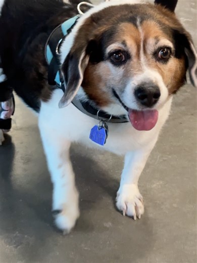 Bionic Pets on Reels