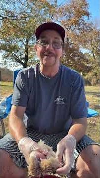 Is processing quail painless for the birds? Watch and see. #QuailFarming #homesteading ￼#Juddsquail