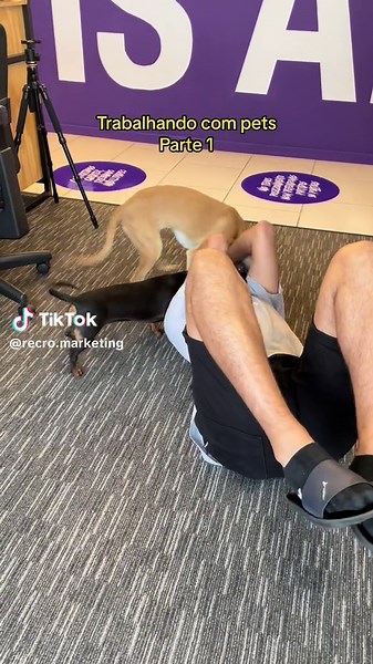 Não existe nenhum cenário em que trabalhar com pets seja ruim! 🥹 #petnoescritorio #petlover