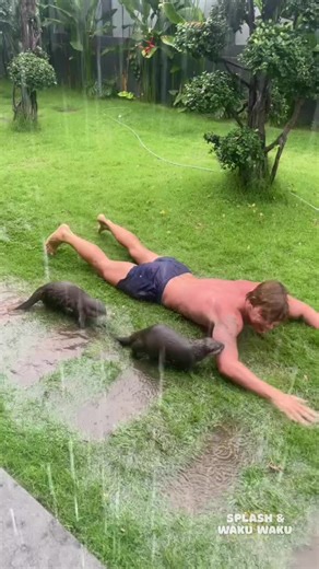 Mud, Water & Mayhem with Splash and Waku Waku. - - - - - #aquaticanimals #otterlife #otterplaytime #otterbehavior #otterenrichment #playtimefun #animalbehaviour #animalwellbeing #behindthescenes #animalcare #enrichmentday #animalfriends #ottercare