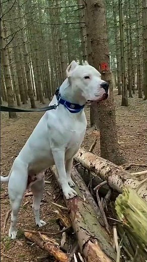 Ranking the Top 5 Most Muscular Dog Breeds #dogs #comparison