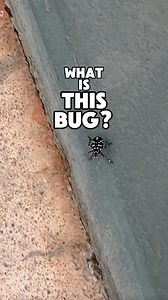 What's this weird little thing? A Spotted Lanternfly nymph! These invasive plant-hoppers hatch from early to mid-summer depending on the region, and they feed endlessly on trees and plants while growing into their winged adult form. The honeydew they produce can attract other pests leading to infestations, and it promotes the growth of sooty mold, which can eventually kill the host plant. So what can you do to help stop the spread? STOMP them! #SpottedLanternfly #bugs #facts #invasivespecies | C