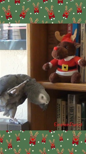 68K views · 2.9K reactions | Einstein spots a Rudolph reindeer 歷 toy on the shelf and wanted to dance with it. Wishing him “Merry Corn,” waving hello, begins dancing, then finishing it all off with a silly raspberry. The moment turns extra sweet when Einstein tops it off with gentle kisses.  #rudolf #reindeer #ChristmasCheer #fblifestyle | Einstein the Talking Texan Parrot | Facebook
