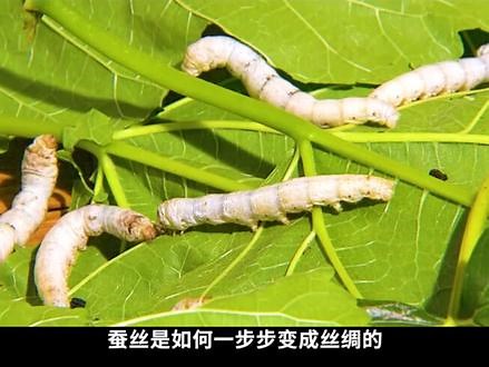 蚕丝是如何一步步变成丝绸的呢？这视频带你了解全过程 #丝绸 #蚕丝 #丝绸制作