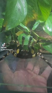 #enclosure #terraristik #tigerpython #burmesepython #reptilekeeper #amazing #terrariumbau #reptilesoftiktok #tiktok #tiktokgermany #python #snake #tooltime #work #exoticpets #wow #terrarium #viral #viraltiktok #foryou #4u #schlange #kiss #love #foryoupage #passion #exotic #fy #fypシ #fypageシ | Fabians Reptilienraum