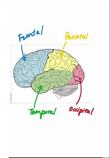 Lobes of the Brain, Longitudinal fissure & Central sulci: Brain 101 #neuroscience #anatomy #brain