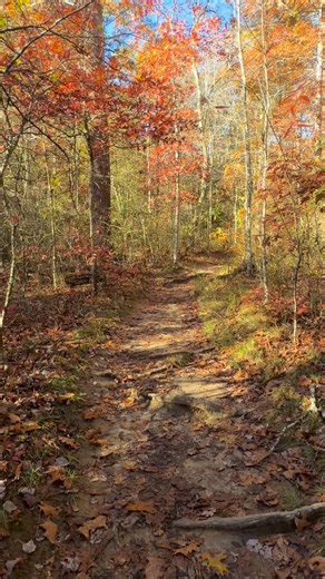 43 reactions | Savage Gulf — just 10 minutes from the farm. Sixty miles of storybook trails, waterfalls, and fall colors that feel almost unreal. ✨ The perfect morning wander before heading back to cozy pastures at Little Tail Farms. #SavageGulf #LittleTailFarms #TennesseeTrails #FarmStayAdventures #FallAtTheFarm | Little Tail Farms | Facebook
