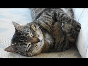 Voll süße Momente einer Katze - Sweet Cat - Cute Cat