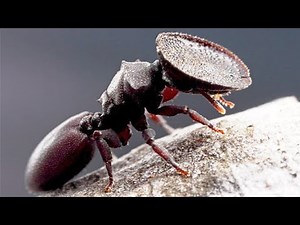 10 Truly Weird Insects In The World