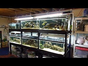 MASSIVE PETSHOP TOUR!