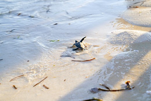 Baby Sea Turtles' Dangerous Journey To The Sea