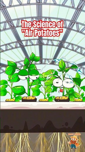 The Science of "Air Potatoes" (Fogponics Explained!) 🥔 #hydroponics #plantscience