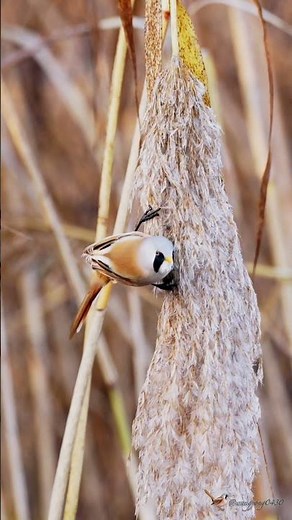 文須雀 Bearded Reedling #birds #birdingparadise #wildlife #nature #4k #birdphotography #birdwatching