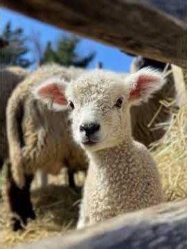 Adorable Lamb on the Farm – Cuteness Overload! 🐑💛 Cutest Baby Lamb Ever! 🐑 Heartwarming Farm Moments