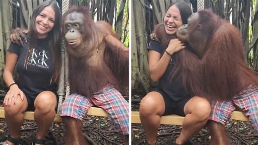 Un Singe Tombe Complètement En Amour Avec Une Femme Après Avoir Pris Des Photos Ensemble