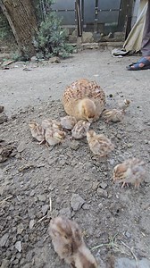 23K views · 534 reactions | Female Partridge with chicks #partridges #pets #birdslover #trending | Birds 9 | Facebook