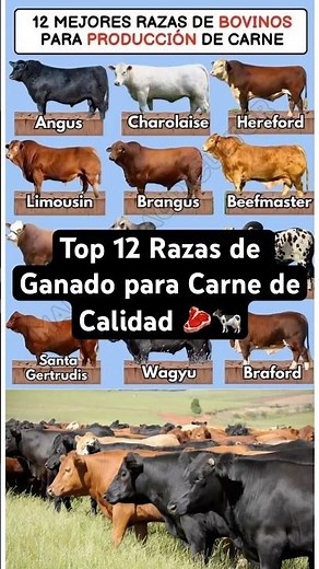 Top 12 Breeds of Cattle for Quality Beef 🥩🐄