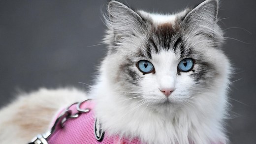 Students at elite Brisbane school have 'jumped ' onto the 'new furries trend'