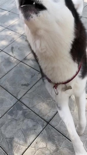 Husky speak #husky #huskyspeak #huskys #huskyvoice #haski