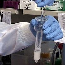 Video: Analysis of RNA Processing Reactions Using Cell Free Systems: 3' End Cleavage of Pre-mRNA Substrates in vitro