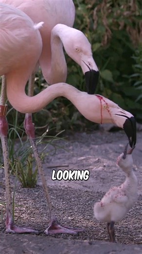 Do Flamingos Feed Blood To Its Baby #fblifestyletyle #highlightseveryone #lifestyle#facts #animals #wildlife | Fact Paw