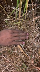 #birdwatching #bird #nature #reels | 𝙑𝙪𝙡𝙘𝙖𝙣