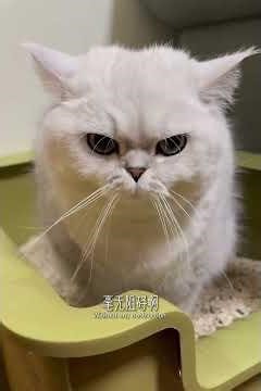 Effective Cat Hair Removal Techniques: Tips for Novice Pet Parents