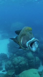 1K reactions · 507 shares | Humphead Wrasse Fish | Satya | Facebook