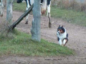 Aussie Herding Cows
