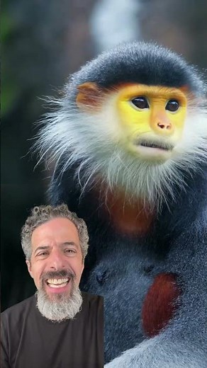 Funny Monkey Song 🐒 Sing Along for Babies & Toddlers | Music for Kids & Families